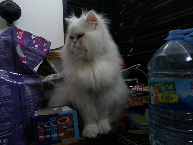 Androidografia Barakaldo CCCXLVIII. Hyoga XI Androidografia Barakaldo 1533