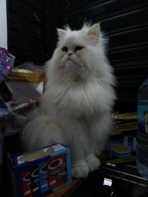 Androidografia Barakaldo CCCXLVIII. Hyoga XI Androidografia Barakaldo 1535