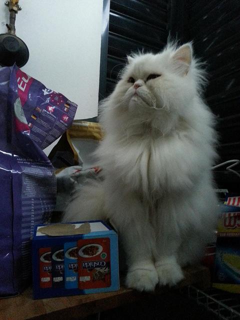 Androidografia Barakaldo CCCXLVIII. Hyoga XI Androidografia Barakaldo 1532