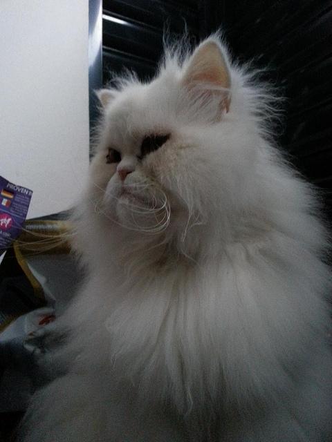 Androidografia Barakaldo CCCXLVIII. Hyoga XI Androidografia Barakaldo 1536