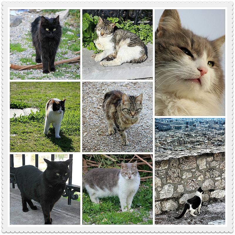 Perros y gatos de Atenas: los otros habitantes de la ciudad Perros y gatos de Atenas: los otros habitantes de la ciudad
