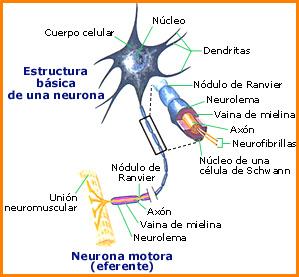 neurona3