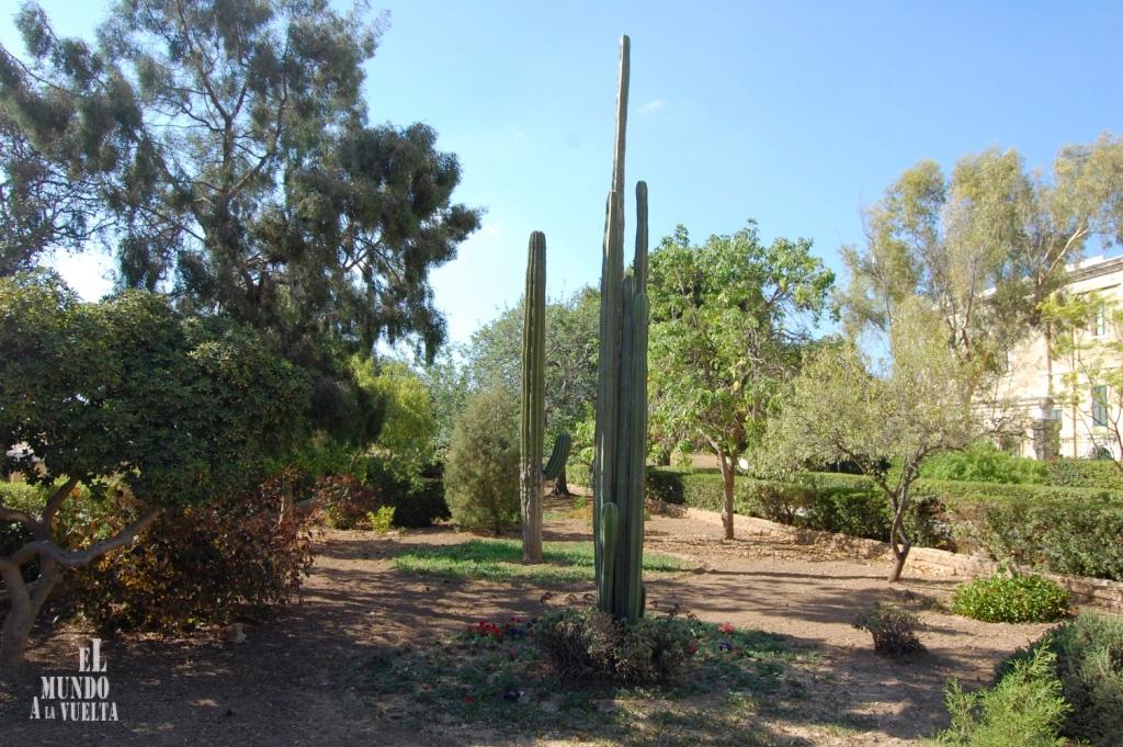 Visita al Jardín Botánico Argotti en Floriana Cactus del jardín botánico argotti