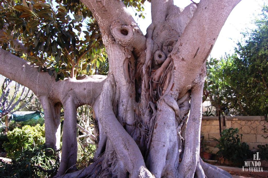 Visita al Jardín Botánico Argotti en Floriana Árbol del jardín botánico de Floriana