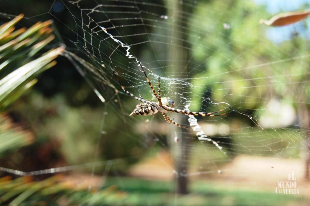 Visita al Jardín Botánico Argotti en Floriana Tela de araña
