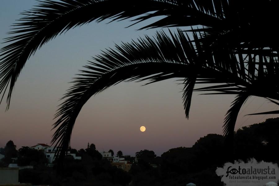 Luna entre hojas de palmera