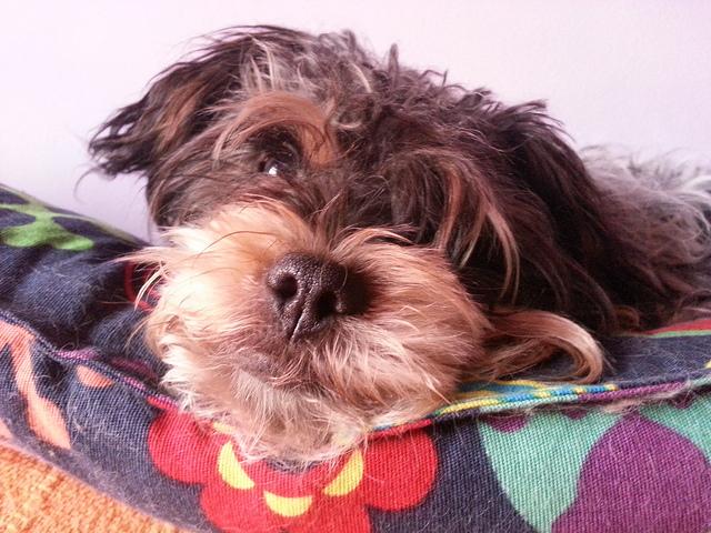 Androidografia Barakaldo CCCL. Kenya VII Androidografia Barakaldo 1538