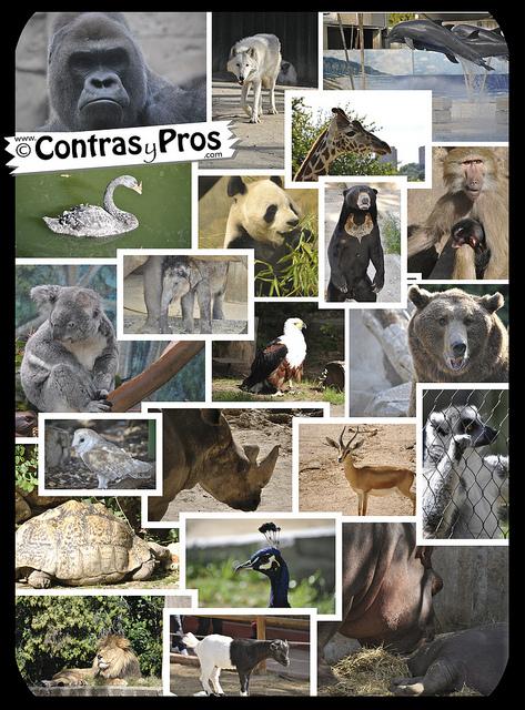… del Zoo Aquarium de Madrid Zoo montaje