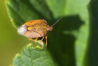 Carpocoris purpureipennis (De Geer, 1773) Chinche escudo