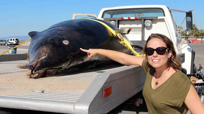 ballena dientes de sable (Mesoplodon stejnegeri) ballena dientes de sable (Mesoplodon stejnegeri)