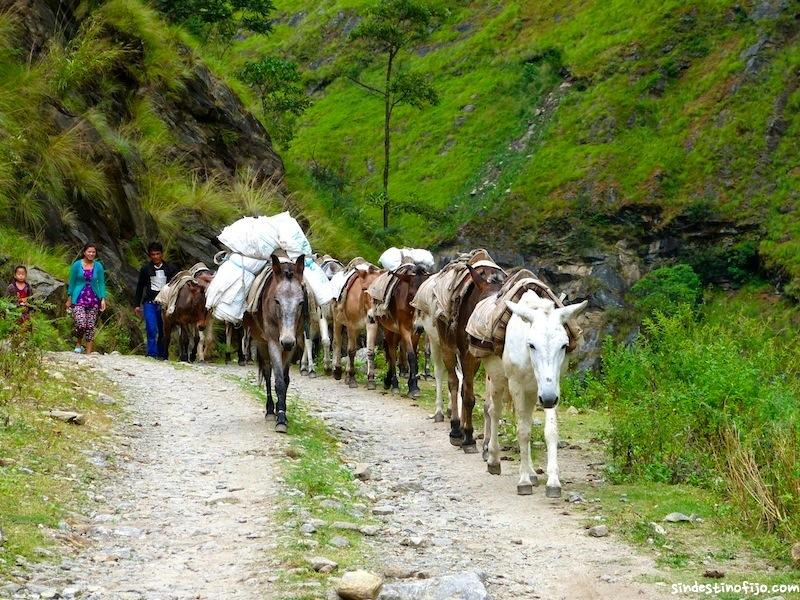 Circuito de los Annapurnas – Día 2 – Jungle Adventure