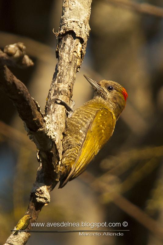 Carpintero oliva chico (Little woodpecker)