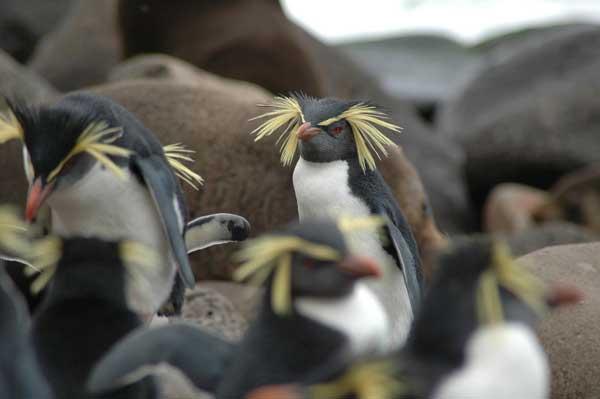 pingüino de penacho amarillo pingüino de penacho amarillo