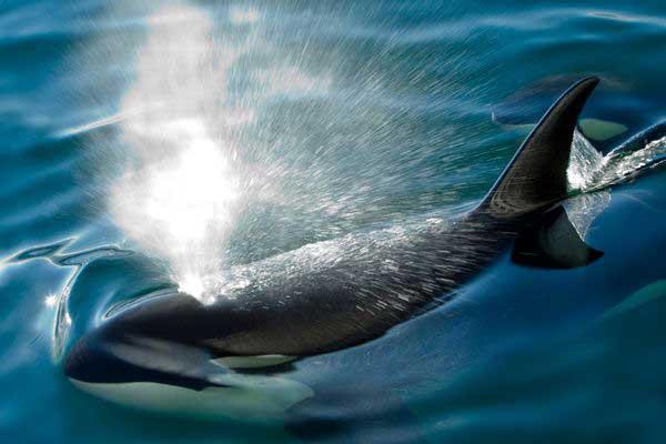 Las orcas experimentan la menopausia Las orcas experimentan la menopausia