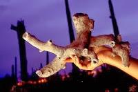 Fulguritos, los rayos fosilizados Fulguritos, los rayos fosilizados