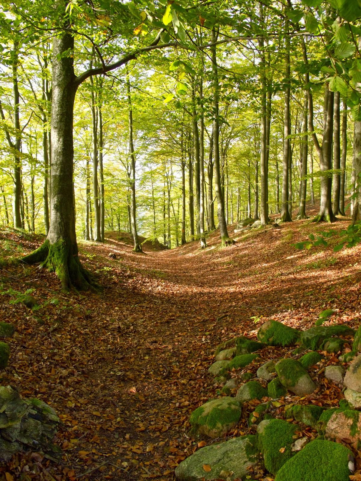 ¿Cómo creéis que es el bosque de la historia?