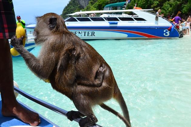 Monkey Beach Monkey Beach