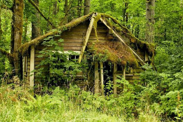 Las más bellas cabañas del bosque