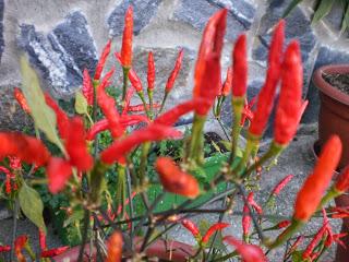 XIA MAIN (SOPA DE PASTA CON GAMBAS) XIA MAIN (SOPA DE PASTA CON GAMBAS)