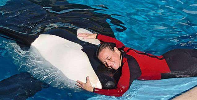 la orca Tillikum y Dawn Brancheau la orca Tillikum y Dawn Brancheau
