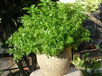 Flores de calabacín en tempura, rellenas de atún y queso con salsa pesto de frutos secos. Flores de calabacín en tempura, rellenas de atún y queso con salsa pesto de frutos secos.