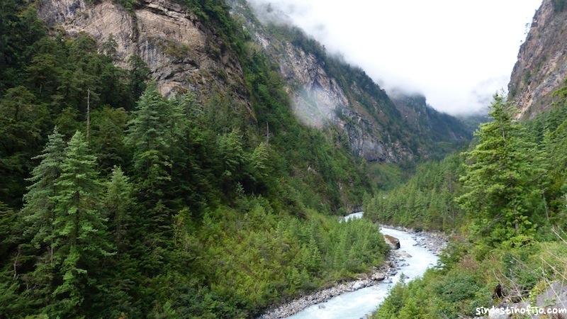 Pisang Annapurna