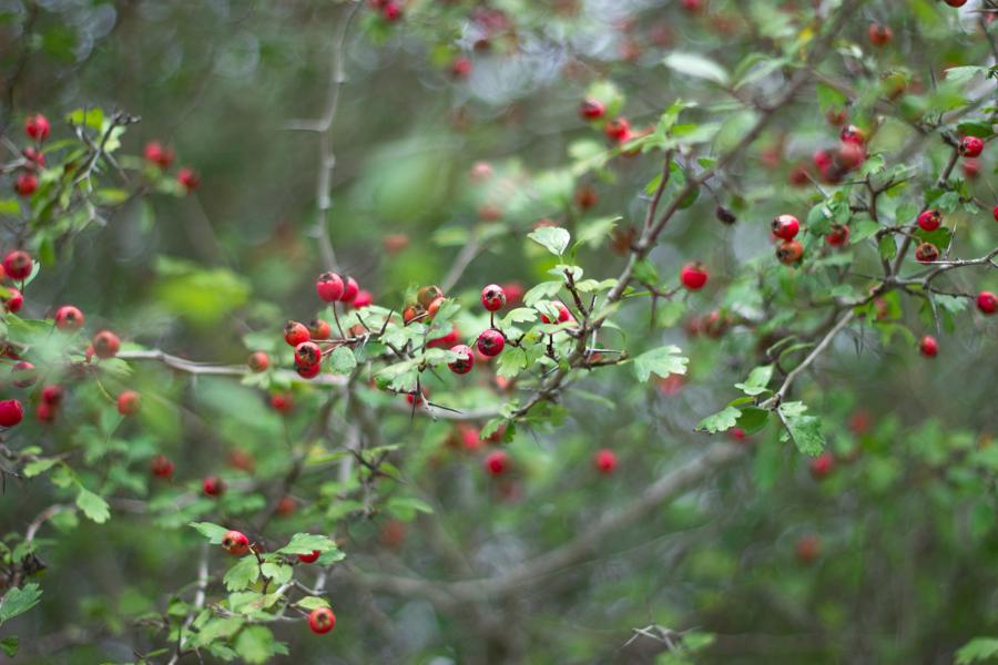 And autumn came… | Y llegó el otoño… Autumn leaves and fruits