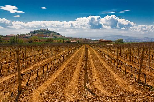 Viñedos en Laguardia