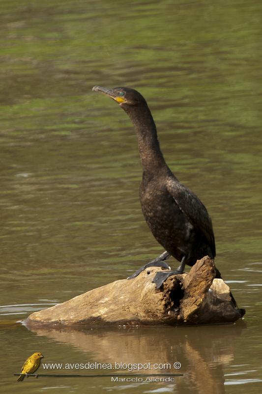 Biguá (Neotropic Cormorant) Biguá (Neotropic Cormorant)