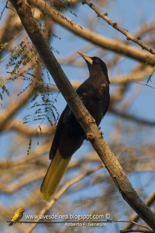 Yapú (Crested Oropendola) Psarocolius decumanus Yapú (Crested Oropendola) Psarocolius decumanus