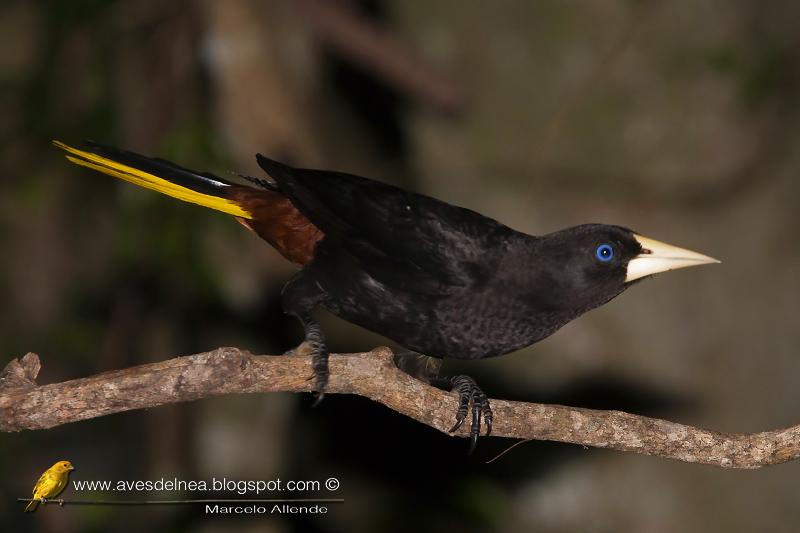 Yapú (Crested Oropendola) Psarocolius decumanus Yapú (Crested Oropendola) Psarocolius decumanus