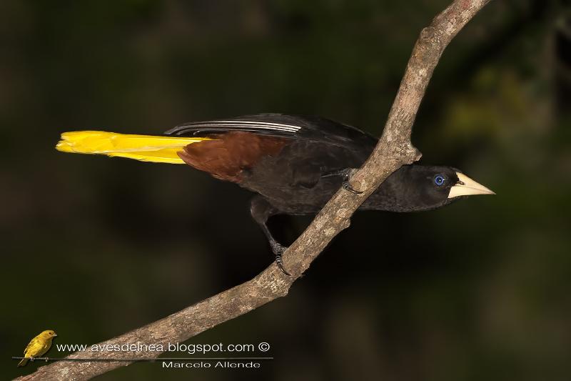 Yapú (Crested Oropendola) Psarocolius decumanus Yapú (Crested Oropendola) Psarocolius decumanus