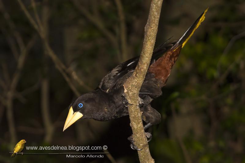 Yapú (Crested Oropendola) Psarocolius decumanus Yapú (Crested Oropendola) Psarocolius decumanus