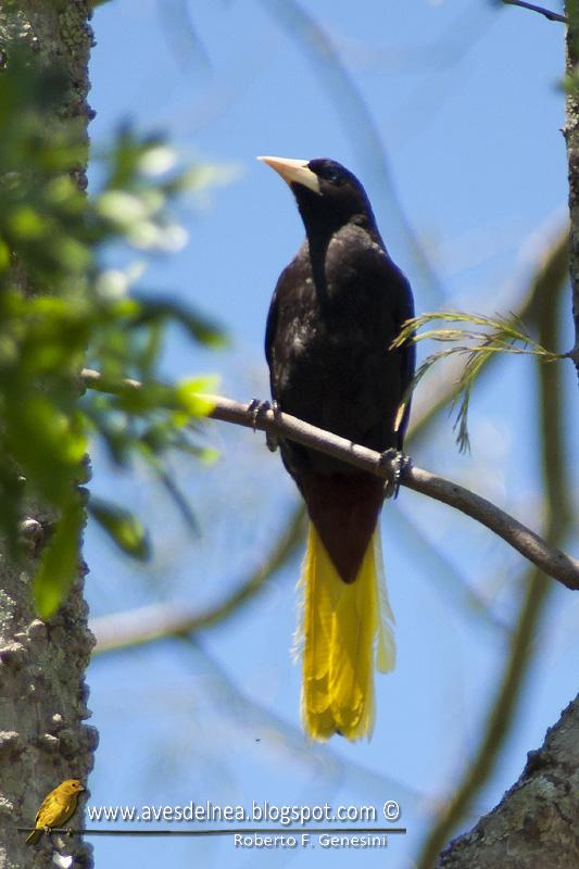 Yapú (Crested Oropendola) Psarocolius decumanus Yapú (Crested Oropendola) Psarocolius decumanus