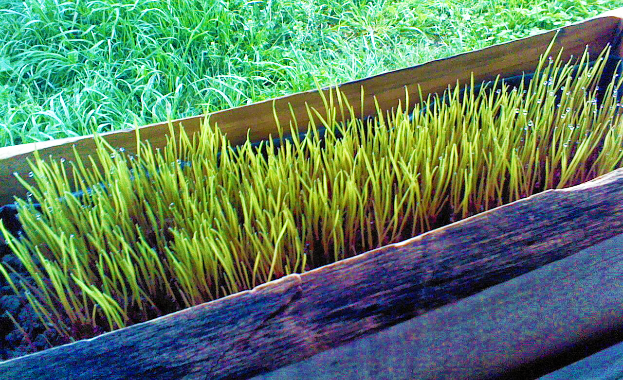 Jardinera de madera con hierba de trigo