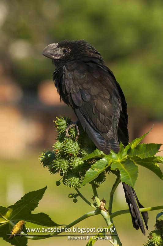Anó chico (Smooth-billed Ani) Anó chico (Smooth-billed Ani)