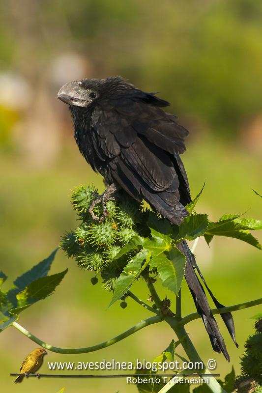 Anó chico (Smooth-billed Ani) Anó chico (Smooth-billed Ani)