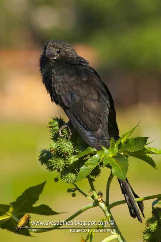 Anó chico (Smooth-billed Ani) Anó chico (Smooth-billed Ani)