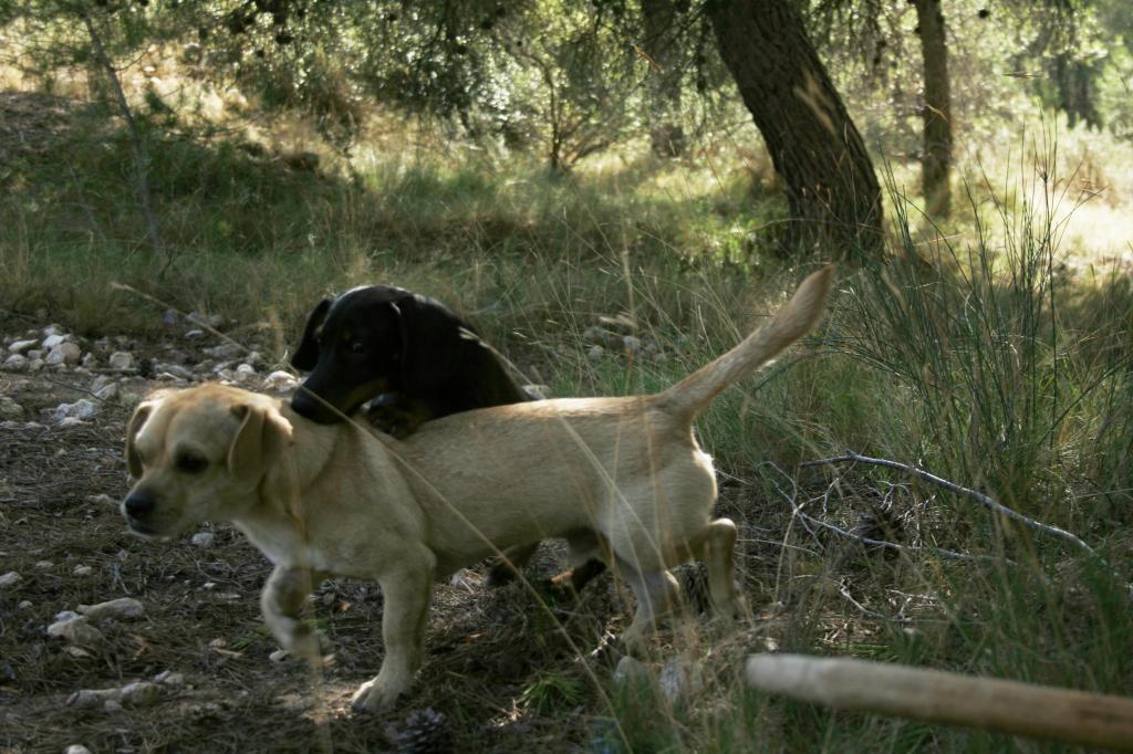 UN DÍA EN EL CAMPO