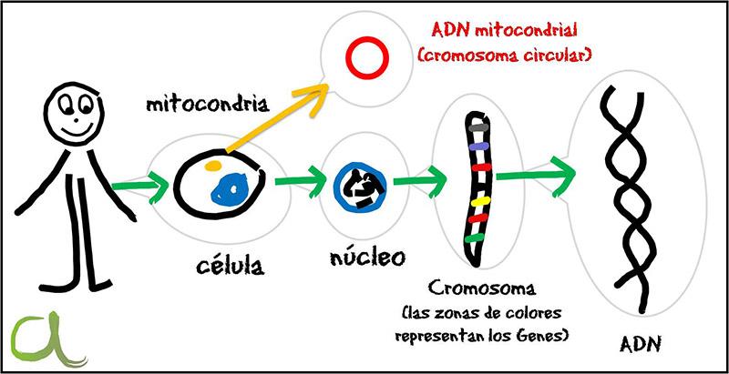 ¿Qué es eso de “hacer un ADN”?