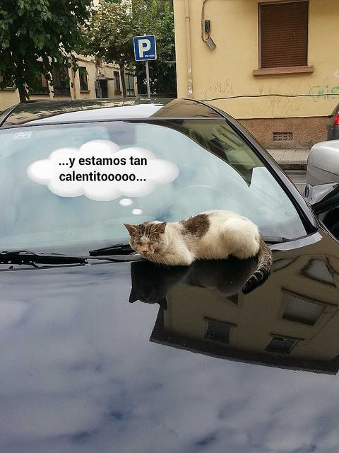 Estamos tan Agustito XIV. Estamos tan calentitosssss estamos tan agustito