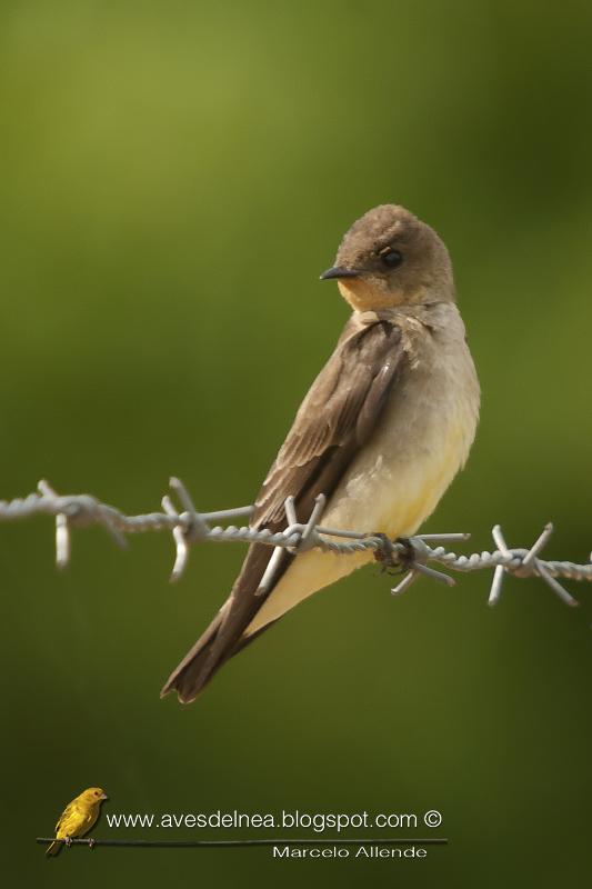 Golondrina ribereña ( Southern rough-winged Swallow) Stelgidopteryx ruficollis Golondrina ribereña ( Southern rough-winged Swallow) Stelgidopteryx ruficollis