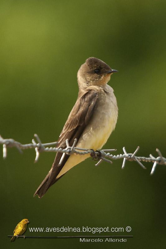 Golondrina ribereña ( Southern rough-winged Swallow) Stelgidopteryx ruficollis Golondrina ribereña ( Southern rough-winged Swallow) Stelgidopteryx ruficollis