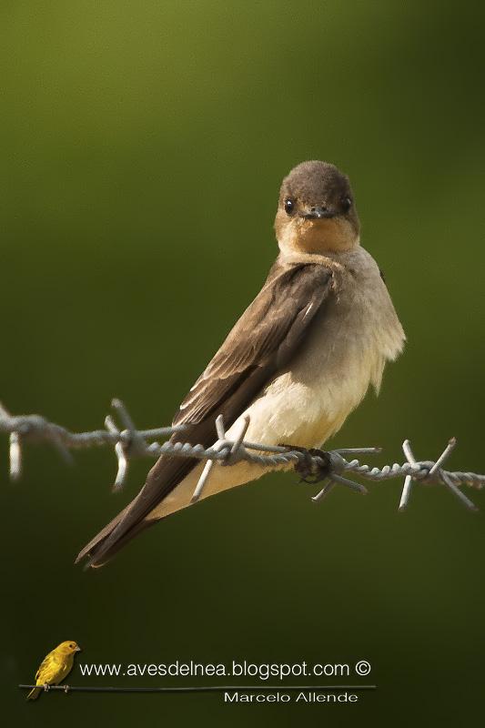 Golondrina ribereña ( Southern rough-winged Swallow) Stelgidopteryx ruficollis Golondrina ribereña ( Southern rough-winged Swallow) Stelgidopteryx ruficollis