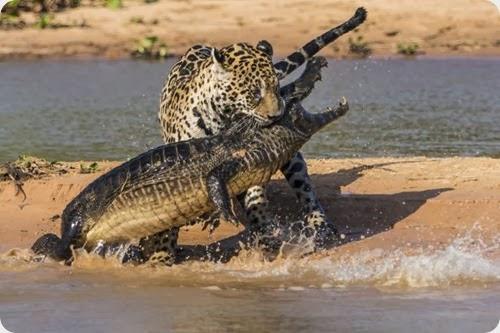 jaguar vs caiman6 jaguar vs caiman6