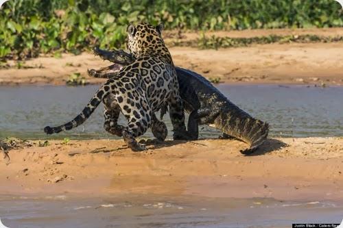 jaguar vs caiman8 jaguar vs caiman8