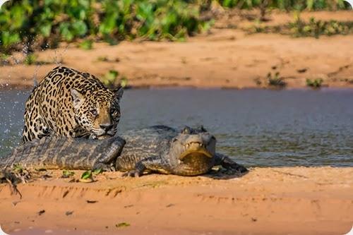 jaguar vs caiman4 jaguar vs caiman4