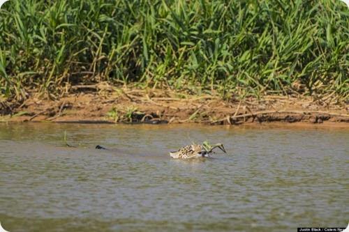 jaguar vs caiman2 jaguar vs caiman2
