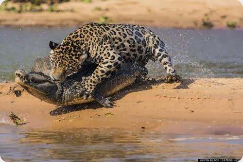 jaguar vs caiman7 jaguar vs caiman7