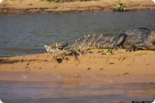 jaguar vs caiman3 jaguar vs caiman3